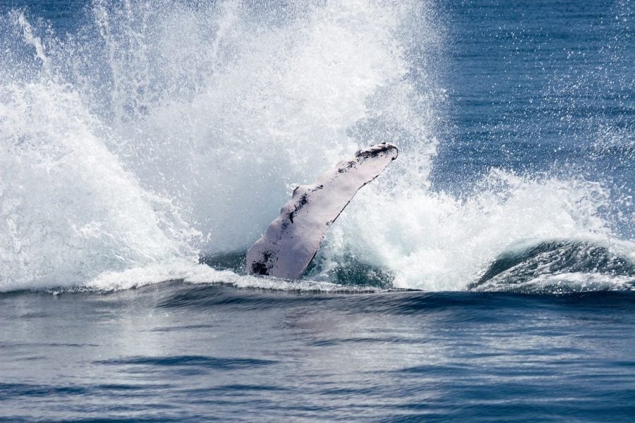 humpback-whales-near-samana