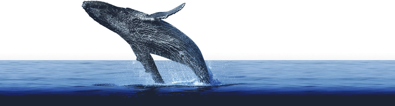 whales-samana-bg